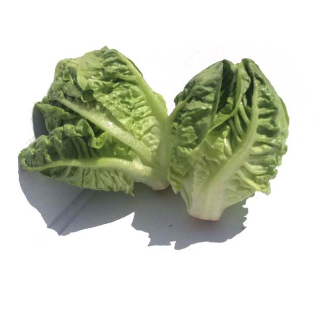 Lettuce- Little Gem