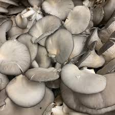 Mushroom oyster