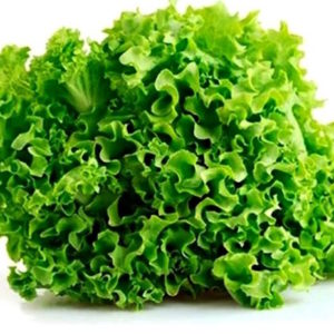 Lettuce- Bionda